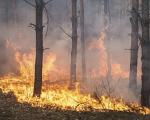 Die Waldbrände in Kanada haben den Ölpreis steigen lassen. - Bis November 2018 verbrannte in Kalifornien bereits doppelt so viel Land wie im Vorjahr und sogar dreimal so viel wie im Fünfjahresschnitt.