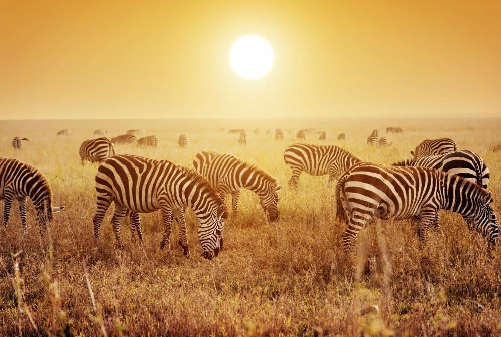 Afrika: Zebras