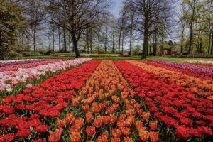 Niederlande: Keukenhof