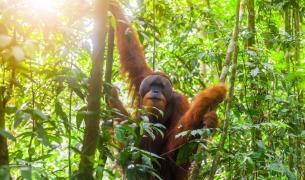 Regenwald in Sumatra - Indonesien Regenwald in Sumatra - Indonesien