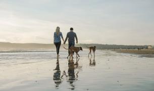 Hunde+Strand+Meer+Paar+Spaziergang