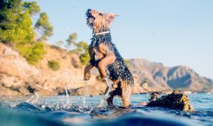 Hund+Meer