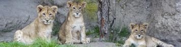 Emotion_Das_junge_Loewentrio__c__Zoo_Leipzig