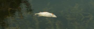 toter Fisch