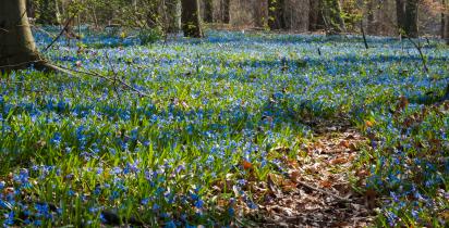 Blausternblüte Knoblochsaue - Hessen Blausternblüte Knoblochsaue - Hessen