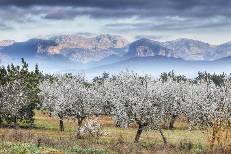 Spanien: Mallorca - Mandelblüte