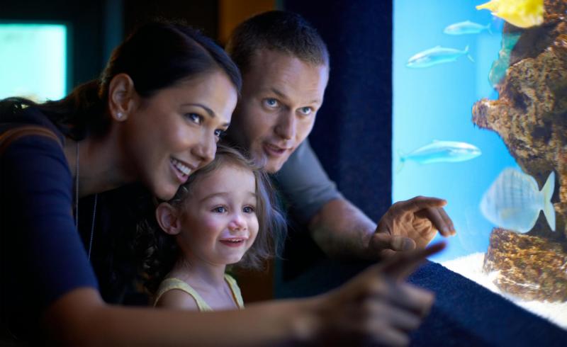 Mallorca für Jedermann - Aquarium Familie