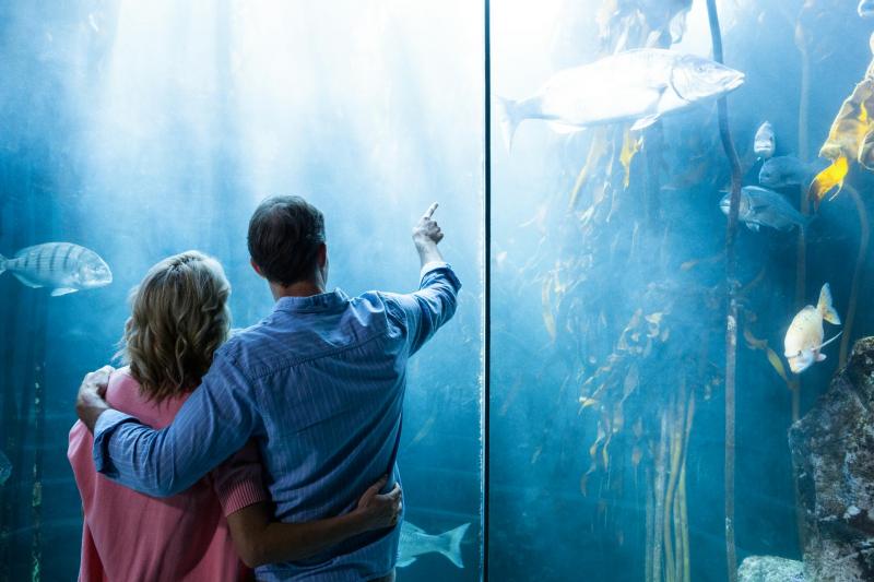 Mallorca fuer Jedermann - Aquarium Paar
