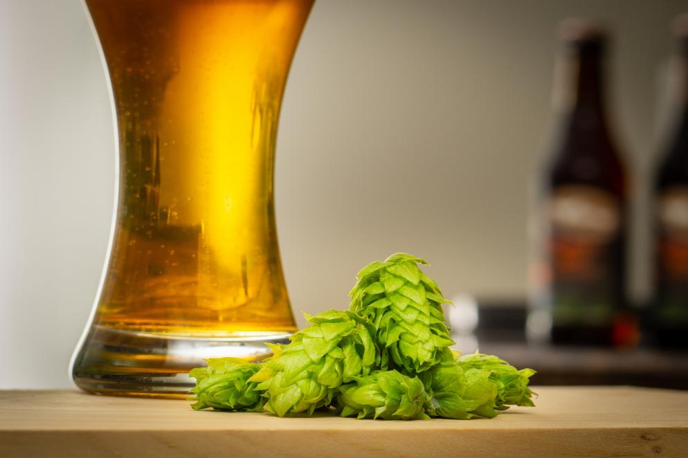 Bier+Hopfen+Brauen