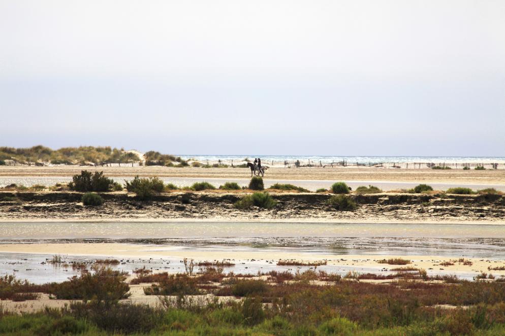 Camargue - Frankreich Camargue - Frankreich