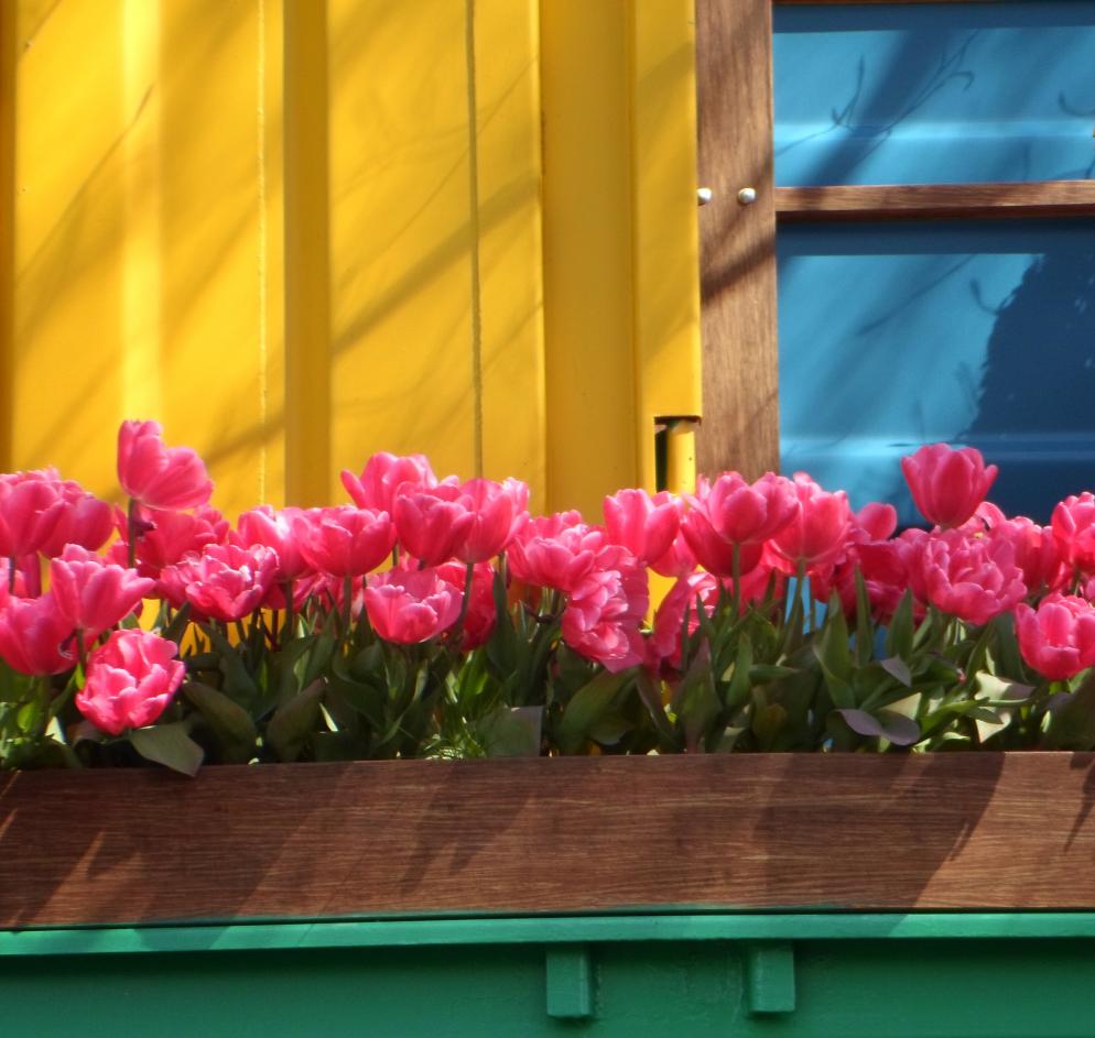 Balkon+Tulpen