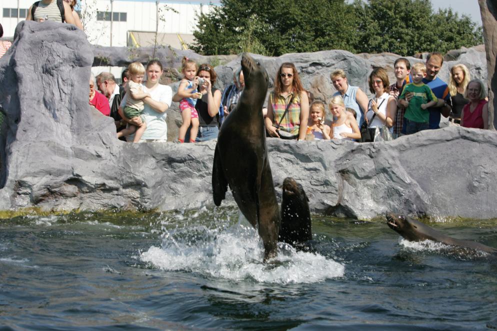 Seelöwe#ZOOM_Erlebniswelt_Gelsenkirchen