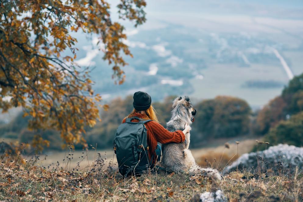wandern+hund+wald+wiese