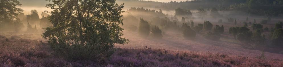 Lüneburger Heide Lüneburger Heide