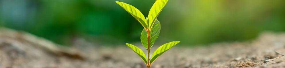 Baum pflanzen_GI-1217208200_slim