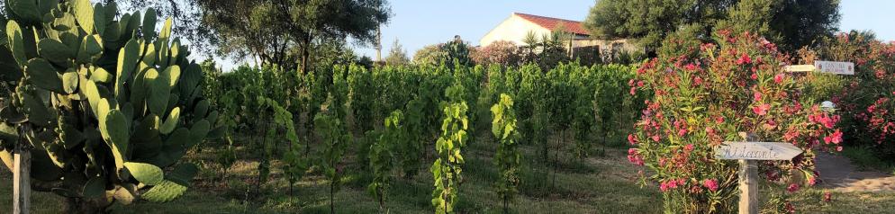 Italien-Sardinien-Weinberg-Ristorante-Emotion_LVO