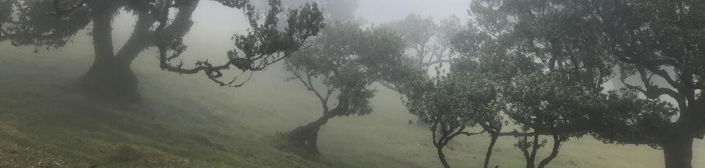 Portugal-Madeira-Fanal-Emotion_lvo