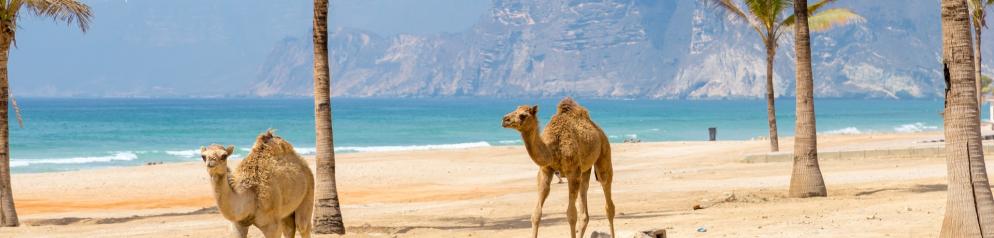 175+Oman+GI-667605905_schmal