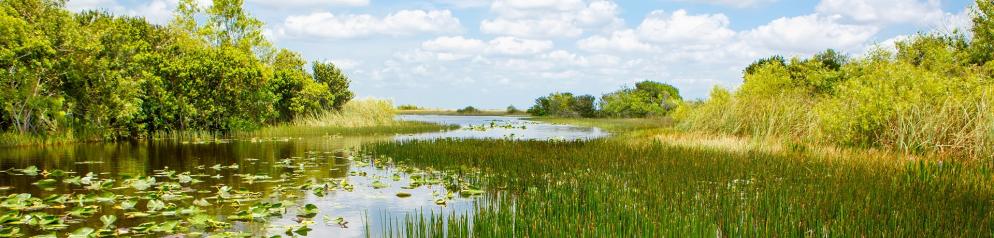 Everglades Everglades