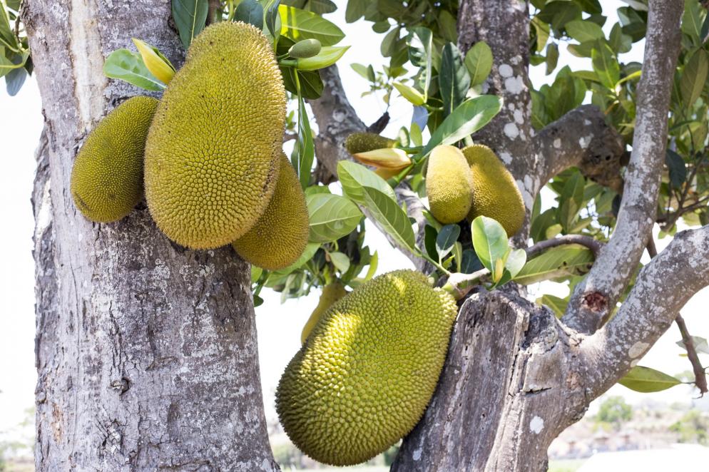 Indien: Andamanen - Jackfruit