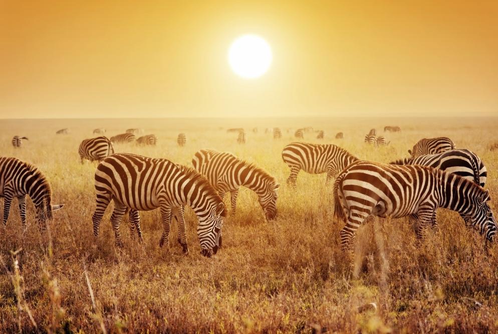 Afrika: Zebras