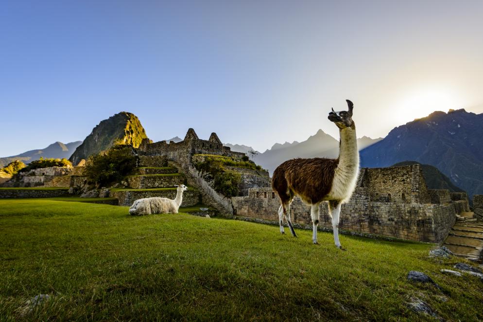 Peru: Machu Picchu - Lama