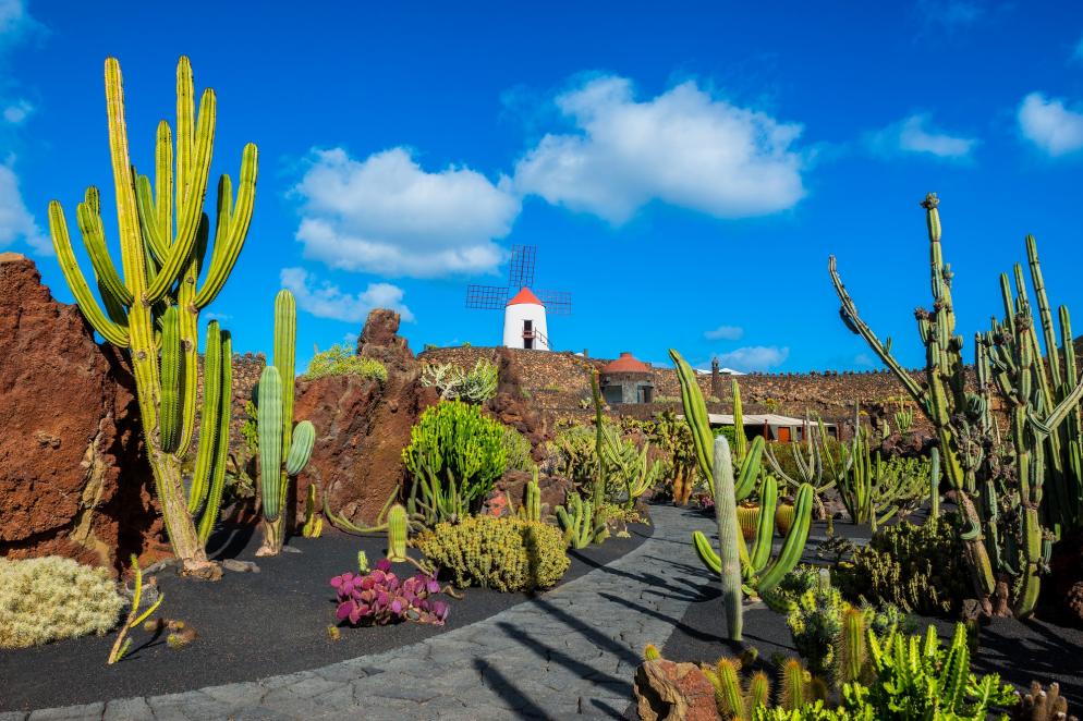 Inselguide Kanaren: Lanzarote - Kaktusgarten