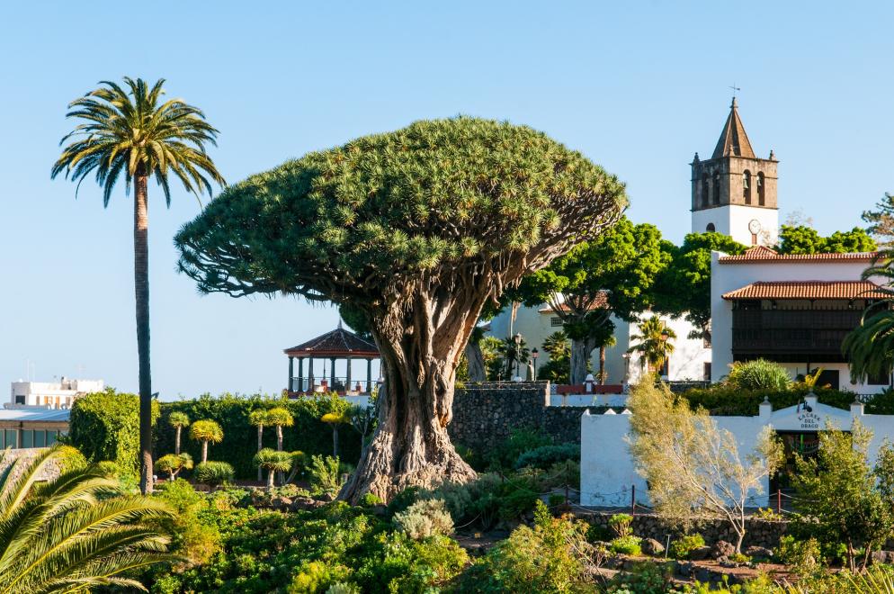 Spanien: Teneriffa - Drachenbaum - Baum Vegetation