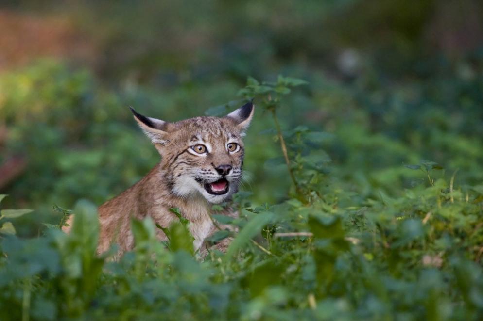 Sonstiges: Luchs Wildpark