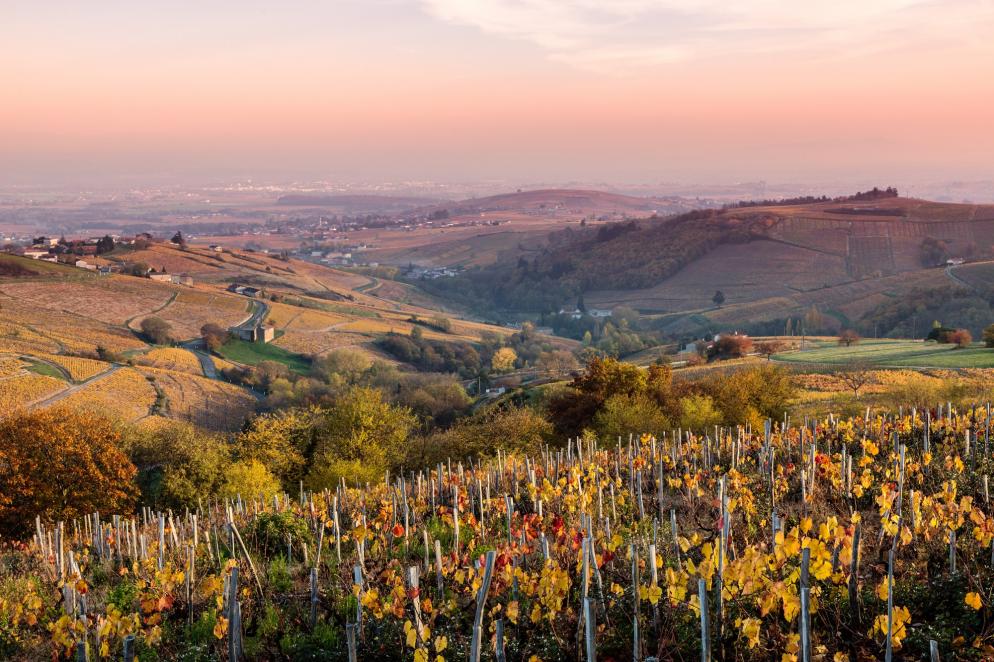 Frankreich: Rhones Alpes Wein Zuschnitt