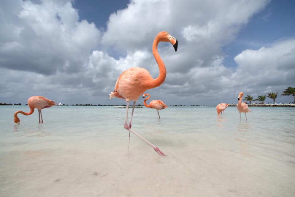 Flamingo Beach - Aruba Flamingo Beach - Aruba