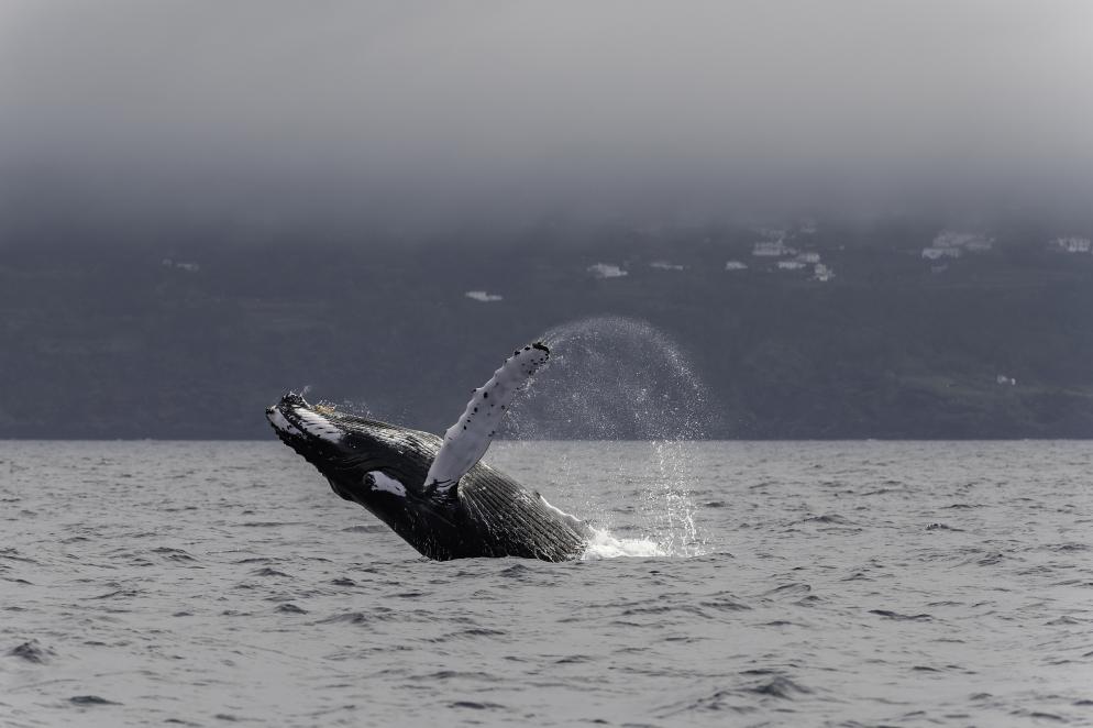 Wal+Buckelwal+Whalewatching