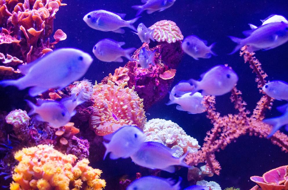 Fische+Aquarium