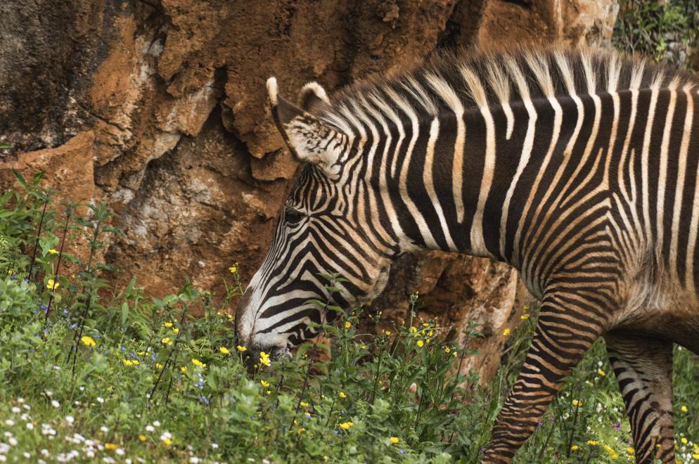 Zebra